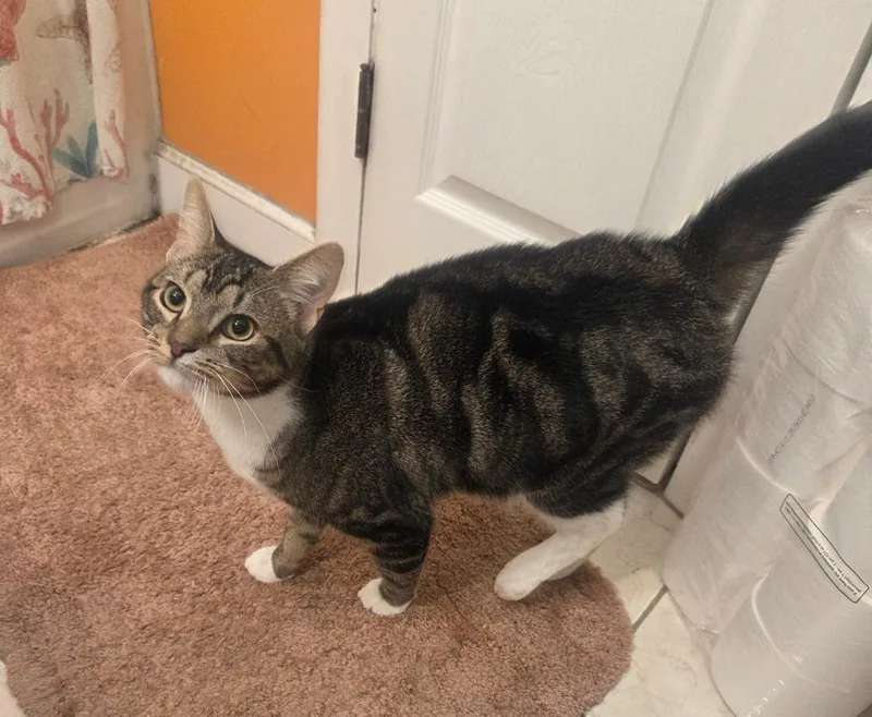 A baby medium-sized male Domestic Short Hair cat named Mushu for adoption in Parkville, MD