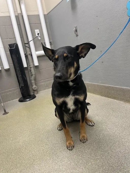 Max