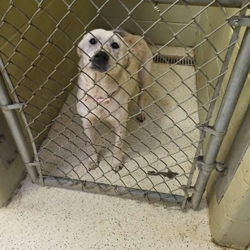 A young medium-sized female Australian Cattle Dog / Blue Heeler dog named Mocha for adoption in Muncie, IN