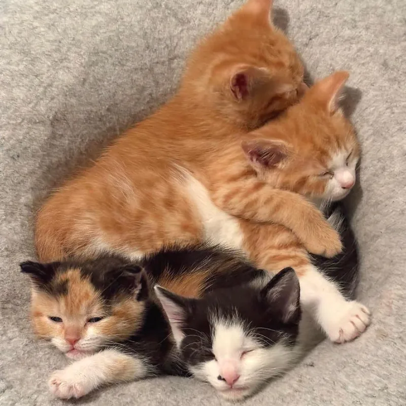 A baby medium-sized male Orange & White Domestic Short Hair cat named Oj for adoption in Helena, AL