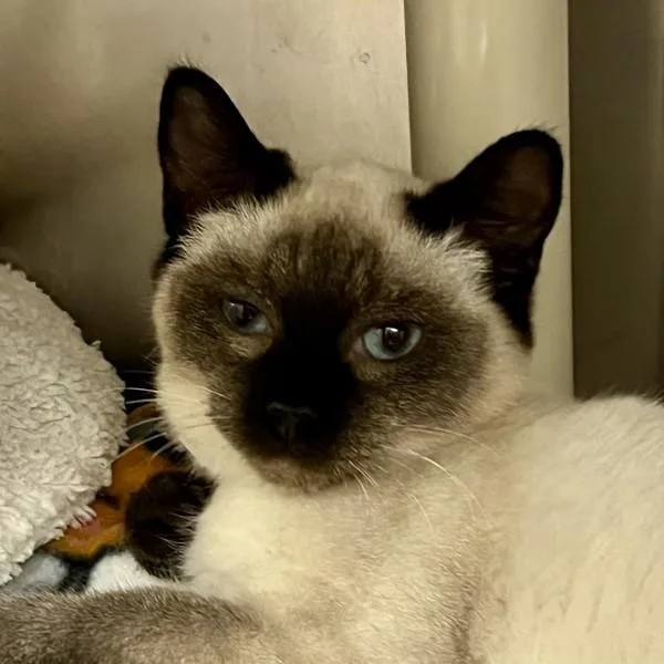 A baby small-sized male Siamese cat named Whirl for adoption in Walnut Creek, CA