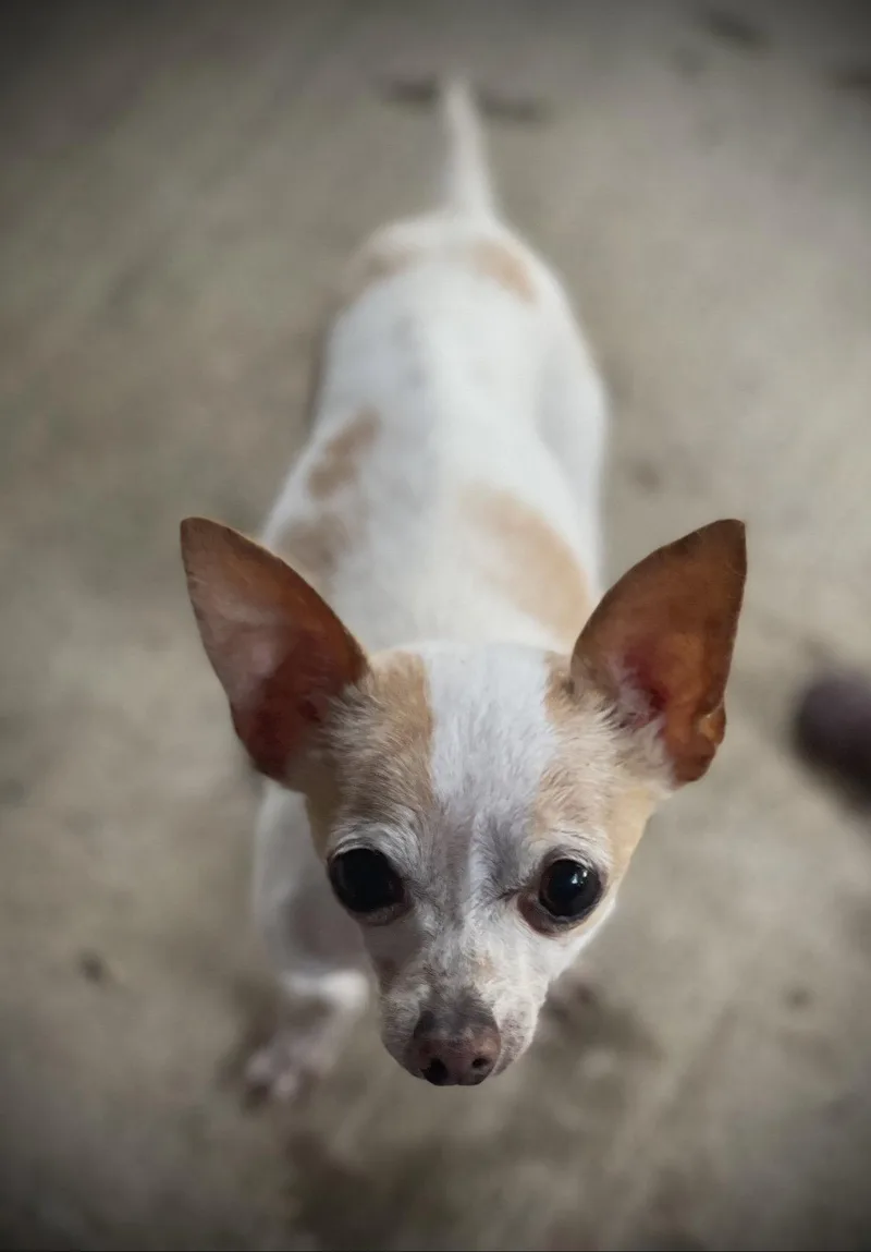 A young small-sized male Chihuahua dog named Flash Gatlin for adoption in Saunderstown, RI