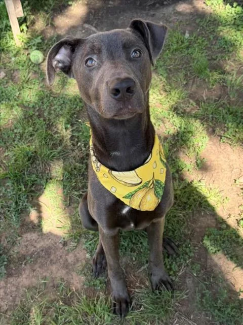 An adult medium-sized female Pit Bull Terrier dog named Grove for adoption in Tulsa, OK