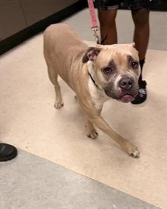 A young medium-sized female American Staffordshire Terrier dog named Athena for adoption in Van Nuys, CA