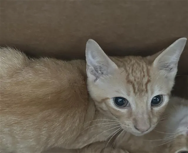 A baby medium-sized female Domestic Short Hair cat named Yoko for adoption in Dallas, TX