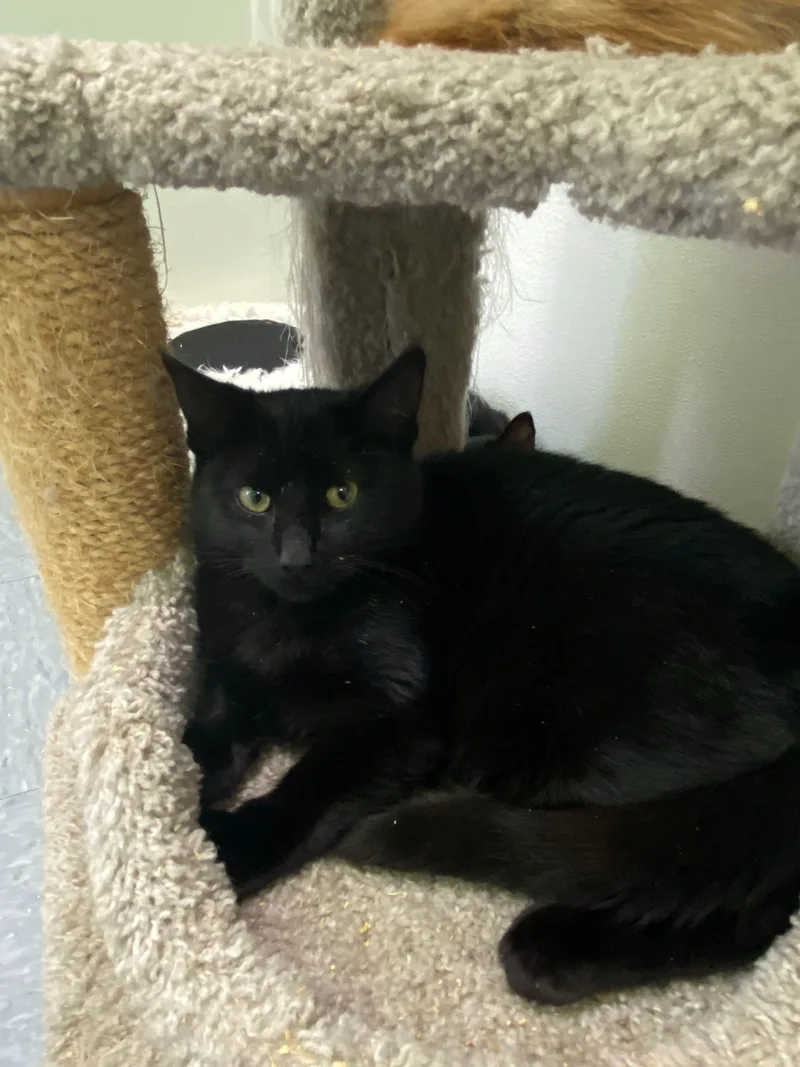 Bob Pancakes thumbnail 2