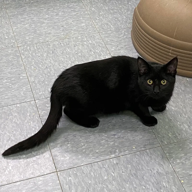 Bob Pancakes thumbnail 3