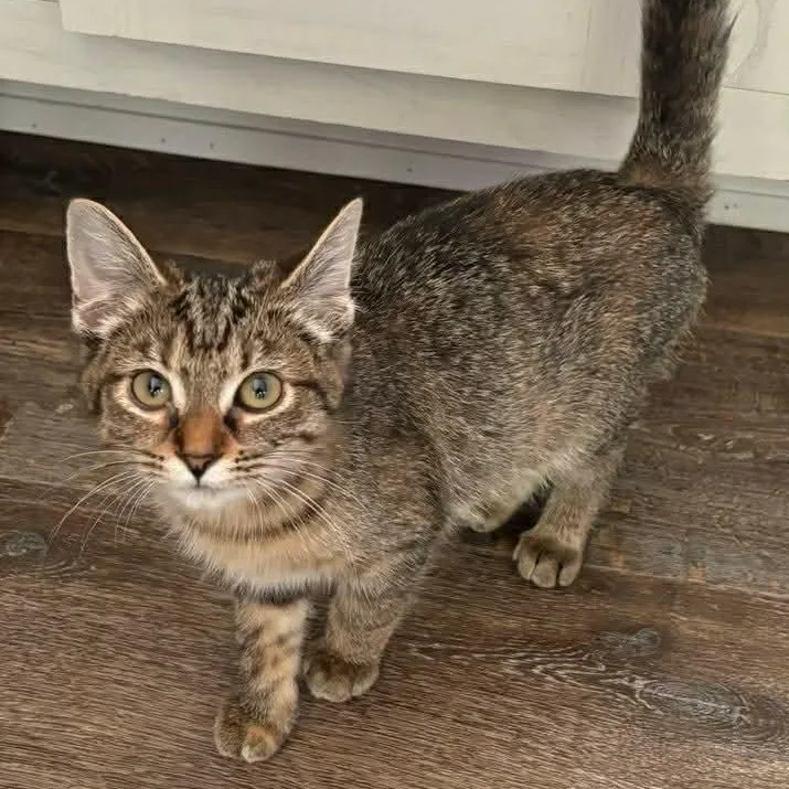 A baby medium-sized female Tabby (Brown / Chocolate) Domestic Short Hair cat named Marilyn for adoption in Memphis, TN
