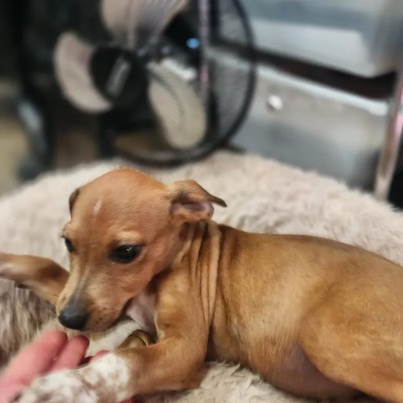 A baby medium-sized male Brown / Chocolate Mixed Breed dog named Rusty for adoption in Evensville, TN