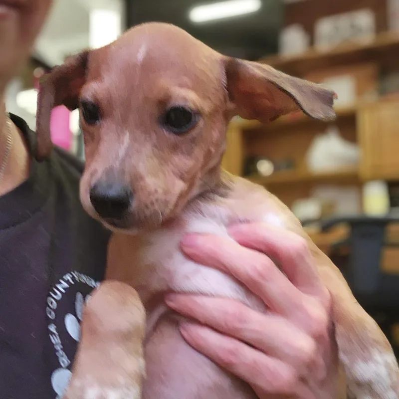 Rusty thumbnail 5