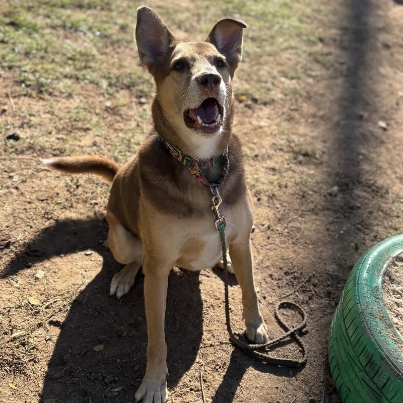 An adult large-sized male Brown / Chocolate Labrador Retriever dog named Churro for adoption in Austin, TX