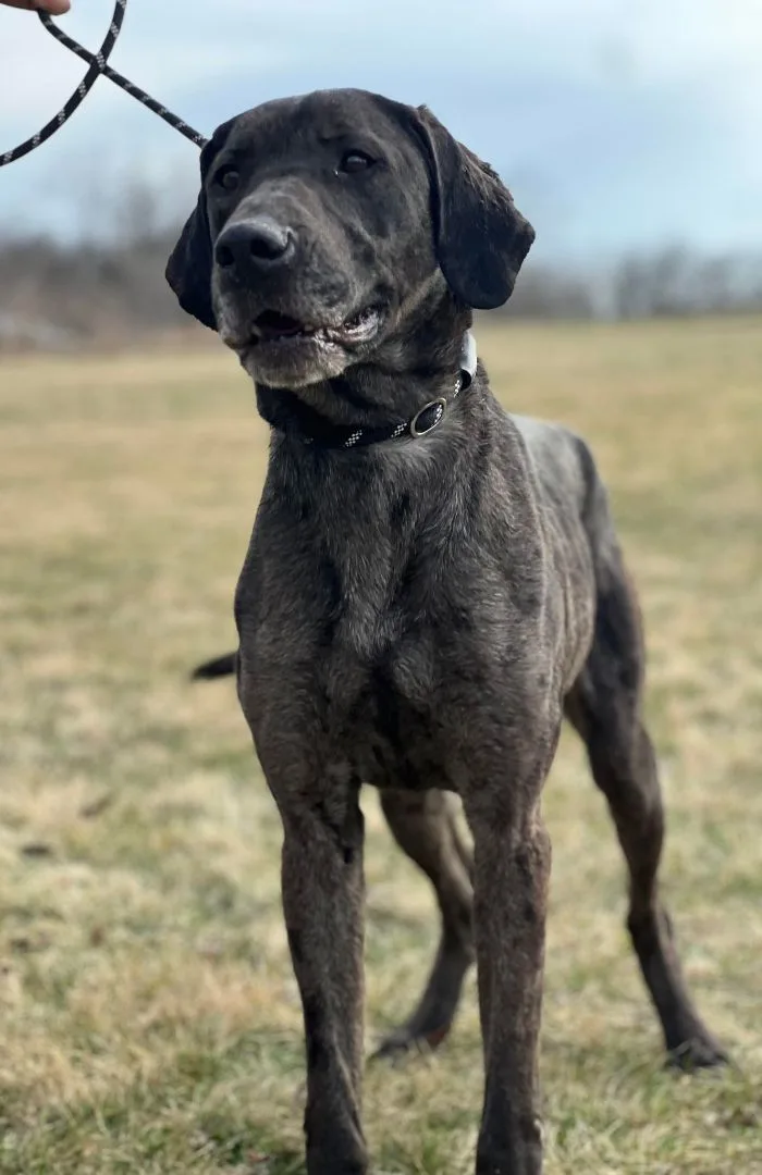 An adult large-sized female Merle (Blue) Great Dane dog named Peyton for adoption in Maryville, MO