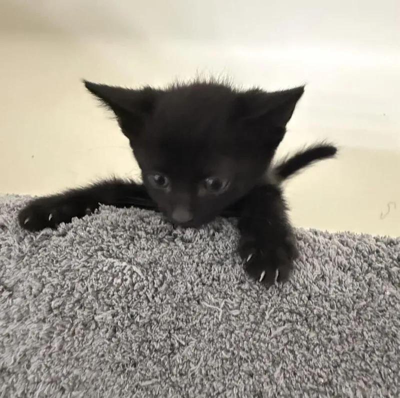 A baby small-sized male Black Domestic Short Hair cat named Scramble for adoption in Plymouth, MN