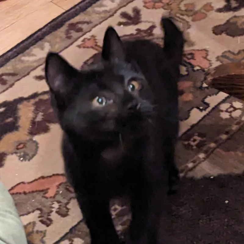 A young medium-sized male Black Domestic Short Hair cat named Smudge for adoption in Allegan, MI