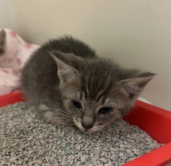 A young medium-sized male Domestic Short Hair cat named Shadow for adoption in Napa, CA