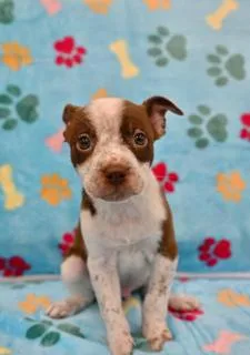 A young small-sized male Australian Cattle Dog / Blue Heeler dog named Jax for adoption in Miami, FL