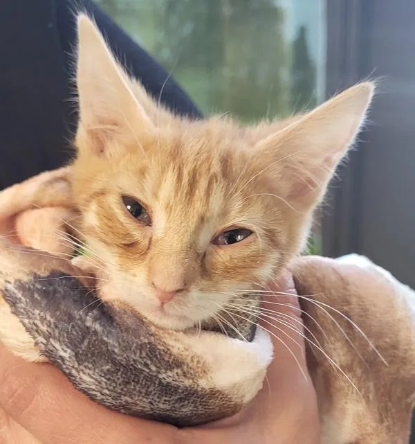 A baby small-sized male Domestic Short Hair cat named Kd Pumpkin for adoption in Lawrenceville, GA