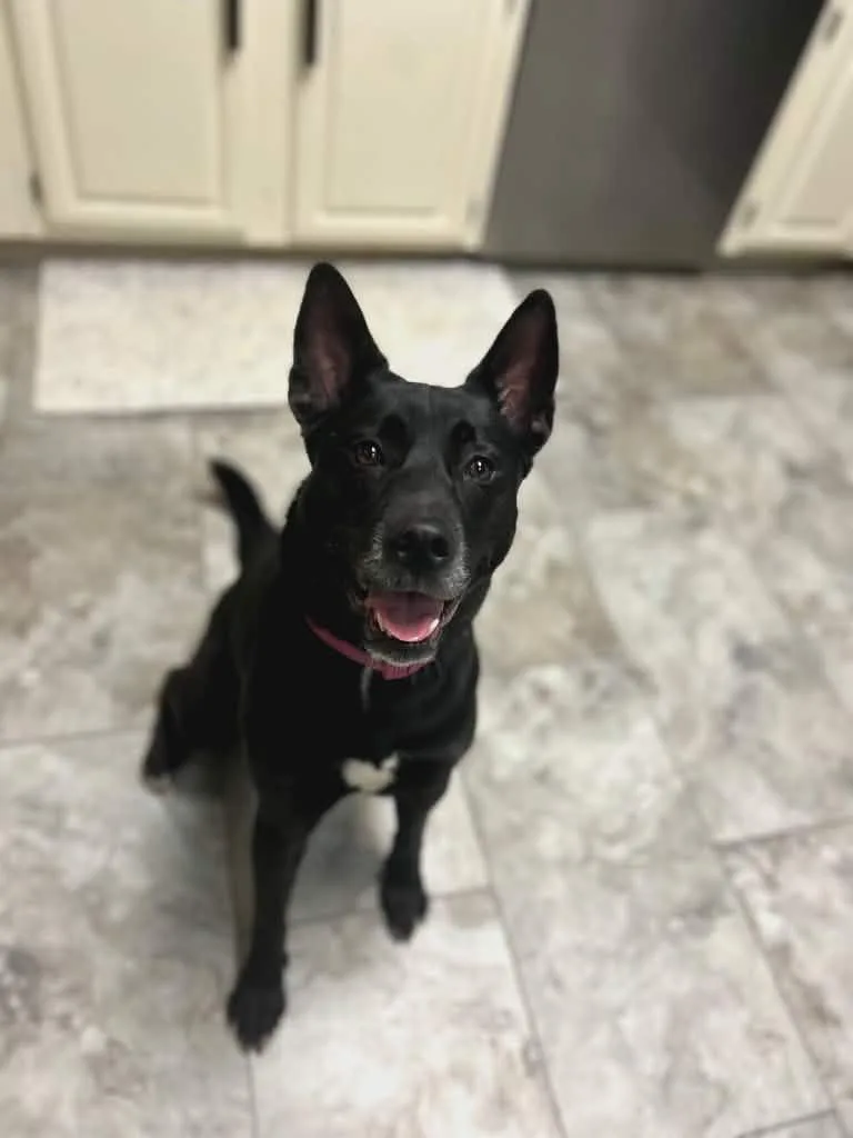 An adult medium-sized female German Shepherd Dog dog named Lucy for adoption in Wantagh, NY