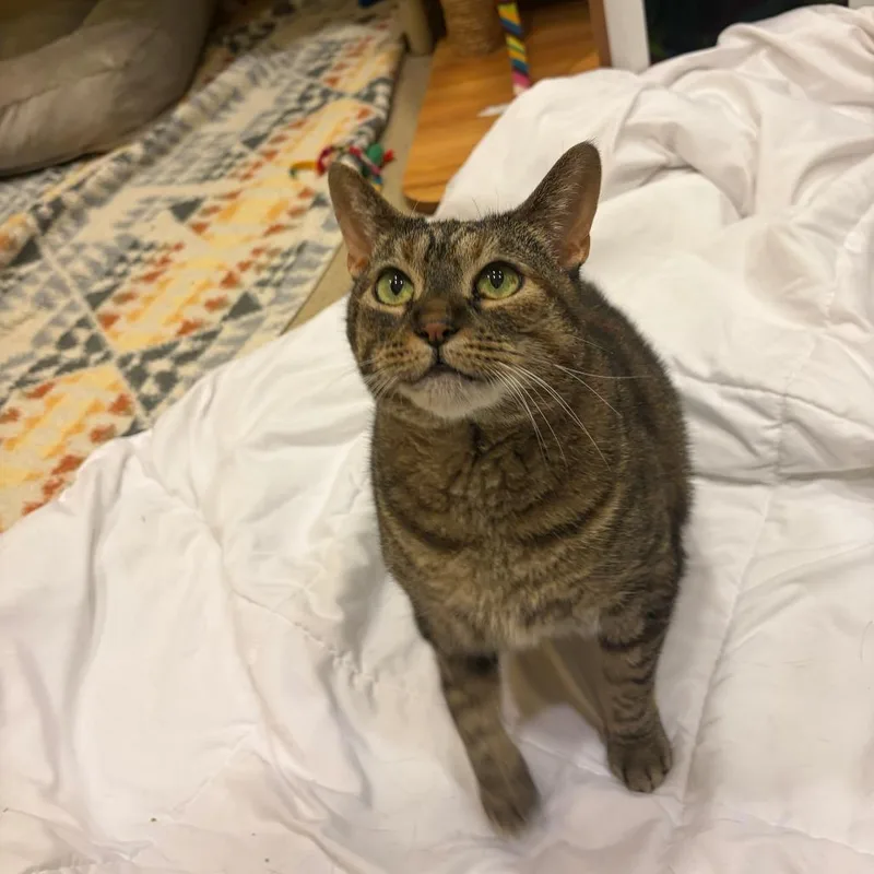 Suki thumbnail 3