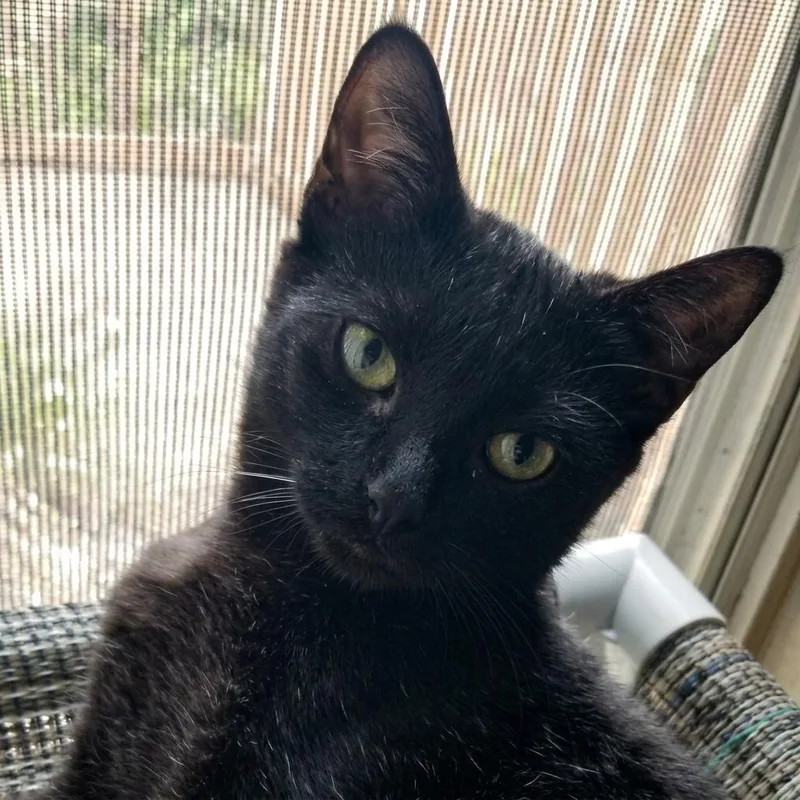 A baby medium-sized male Black Domestic Short Hair cat named Devin for adoption in Austin, TX