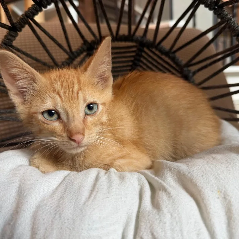 A baby small-sized male Orange / Red Domestic Short Hair cat named Alfredo for adoption in Flower Mound, TX