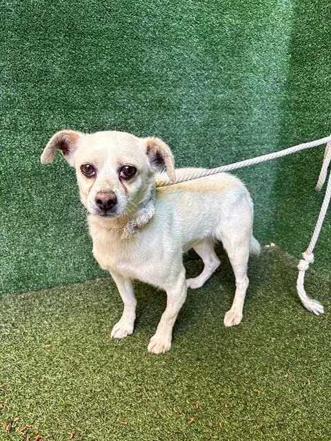 An adult small-sized male Chihuahua dog named Mayron for adoption in Lancaster, CA