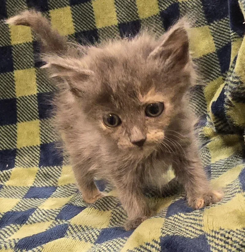 A baby small-sized female Domestic Medium Hair cat named Alexa for adoption in Murphysboro, IL