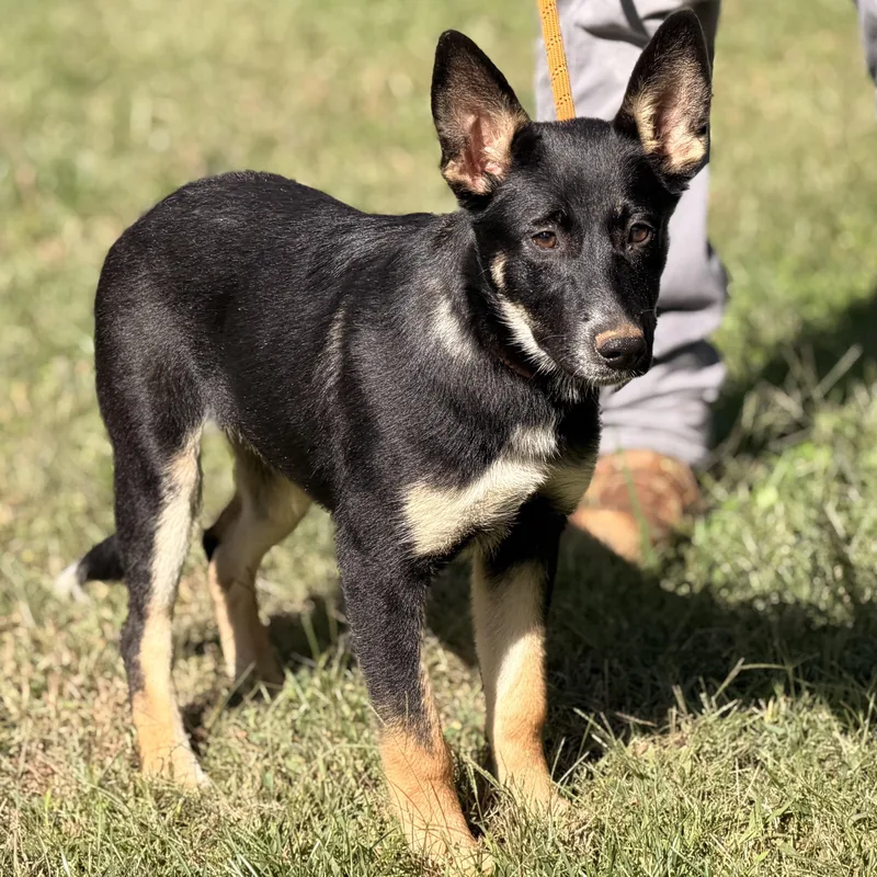A young large-sized female Black German Shepherd Dog dog named Sami for adoption in Meherrin, VA