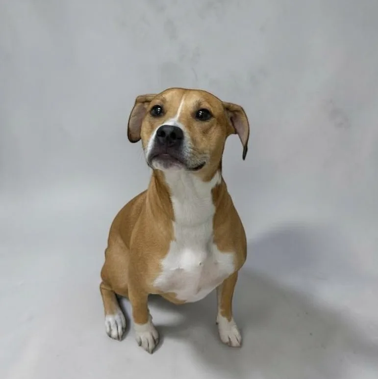 A young medium-sized female Golden Mixed Breed dog named Tilly for adoption in Elyria, OH