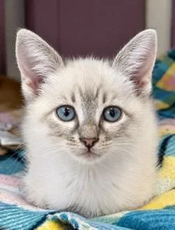 A baby small-sized male Siamese cat named Jett for adoption in Sherwood, AR