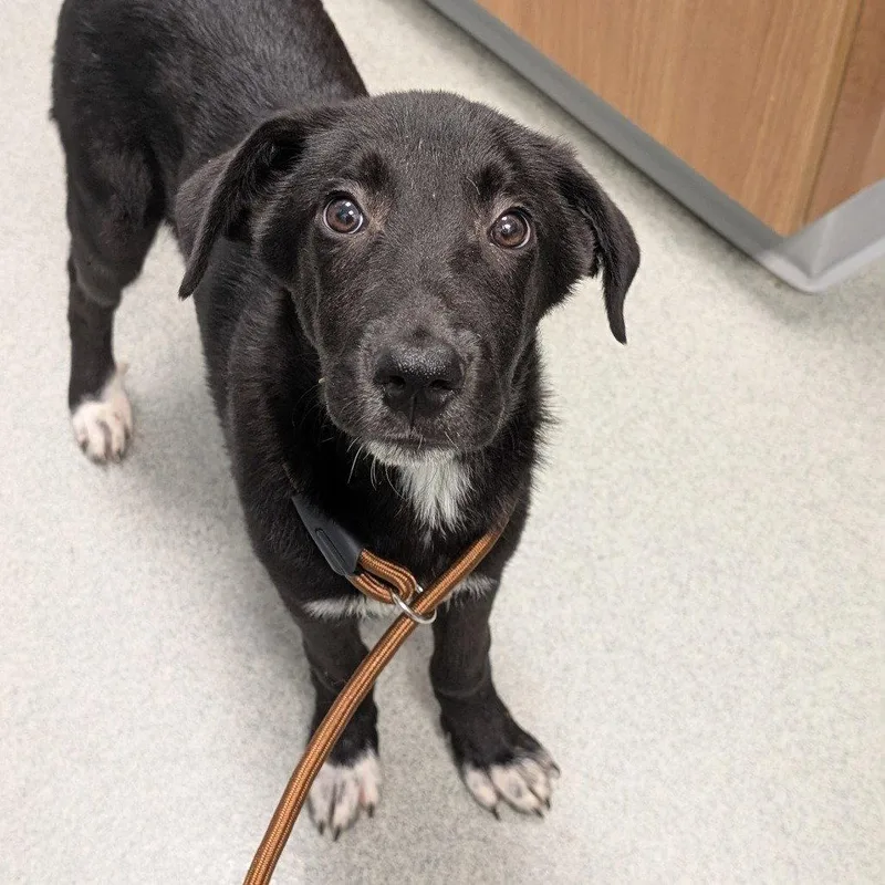A young medium-sized male Mixed Breed dog named Dexter for adoption in New Castle, DE