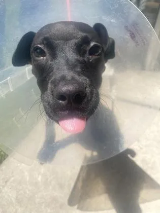 A baby medium-sized female Terrier dog named Millie for adoption in Gainesville, FL