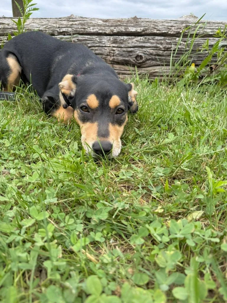 A baby large-sized female Mixed Breed dog named Clairee for adoption in Fond Du Lac, WI
