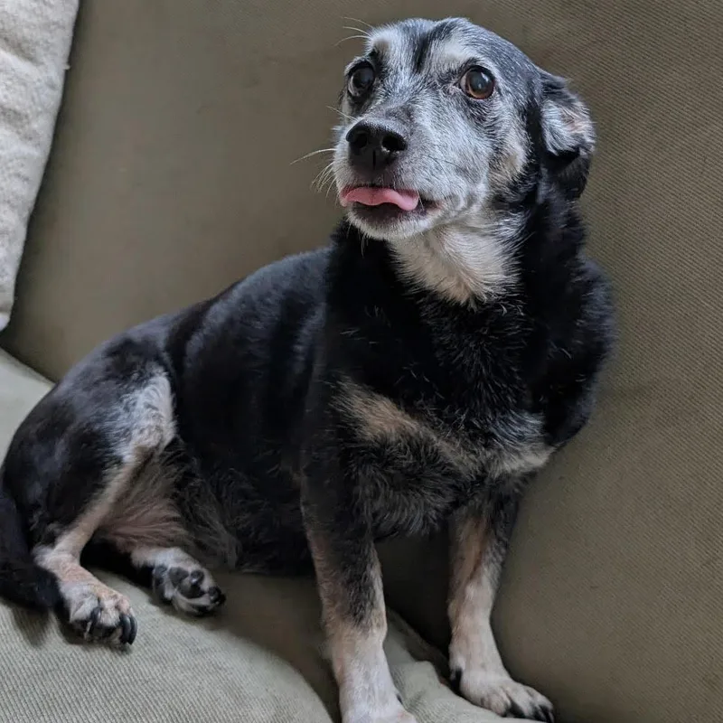 A senior small-sized female Mixed Breed dog named Agnes Avail by Appt for adoption in Kennebunk, ME