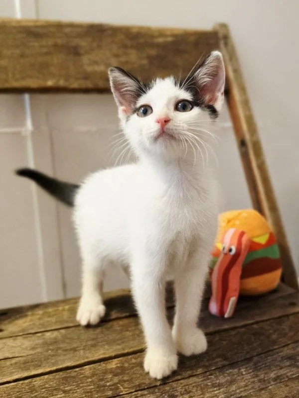 A young medium-sized female Black & White / Tuxedo Domestic Short Hair cat named The Baconator for adoption in Ocala, FL
