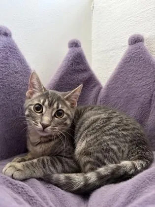 Stuffing thumbnail 2