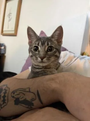 Stuffing thumbnail 3