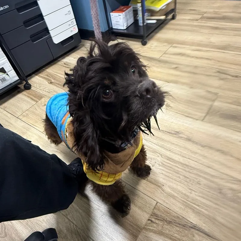 A baby small-sized male Brown / Chocolate Cocker Spaniel dog named Woody for adoption in Newark, NJ