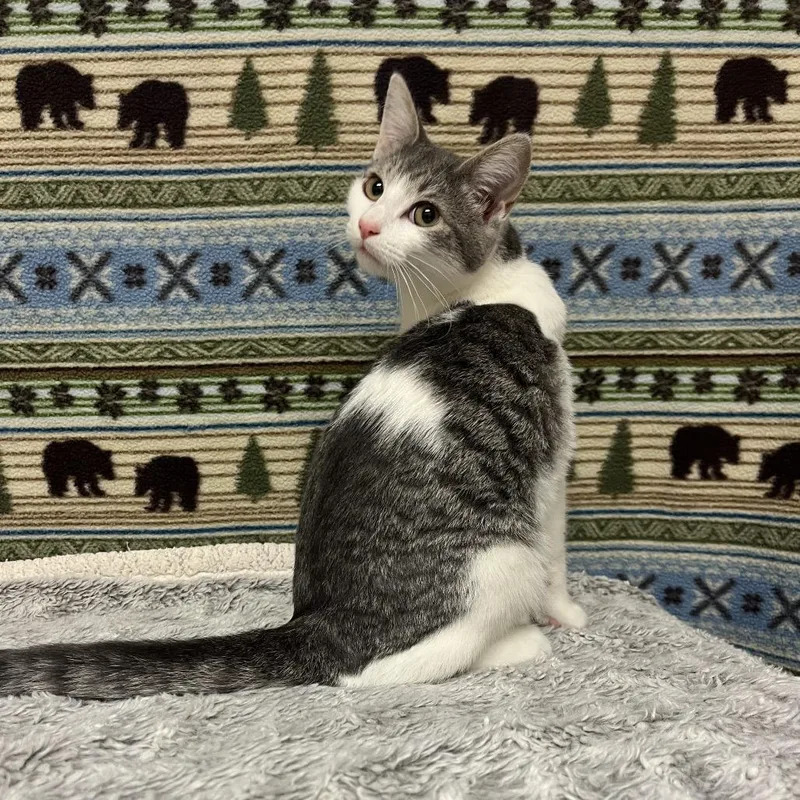 A baby small-sized female White Domestic Short Hair cat named Ophelia for adoption in East Hampton, NY