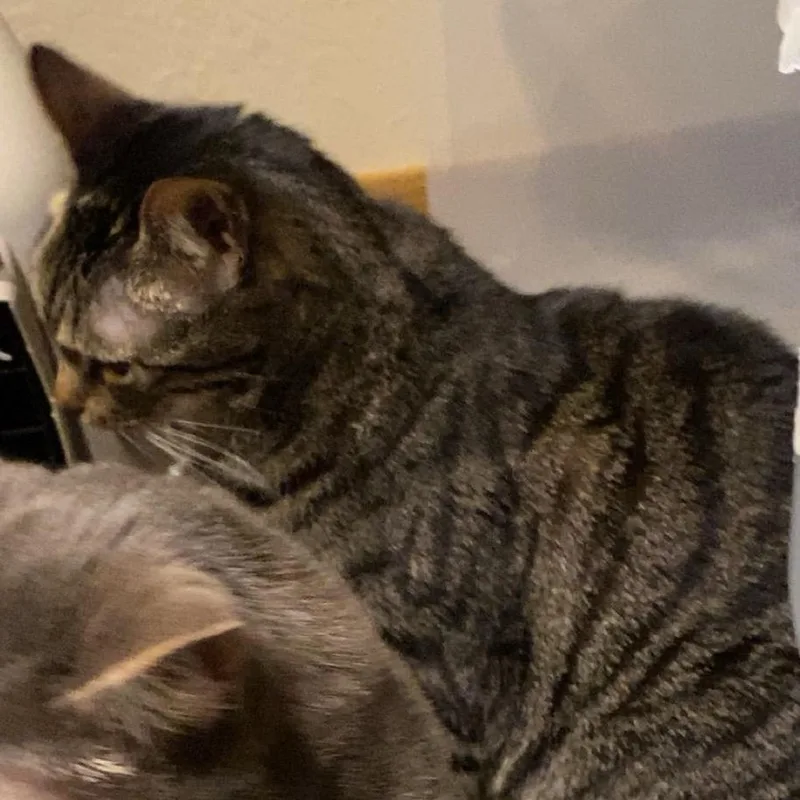 A senior small-sized female Black Domestic Short Hair cat named Kiwi for adoption in Rochester, MN