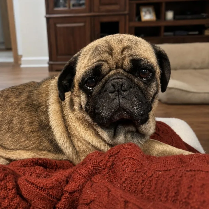 Pugsley