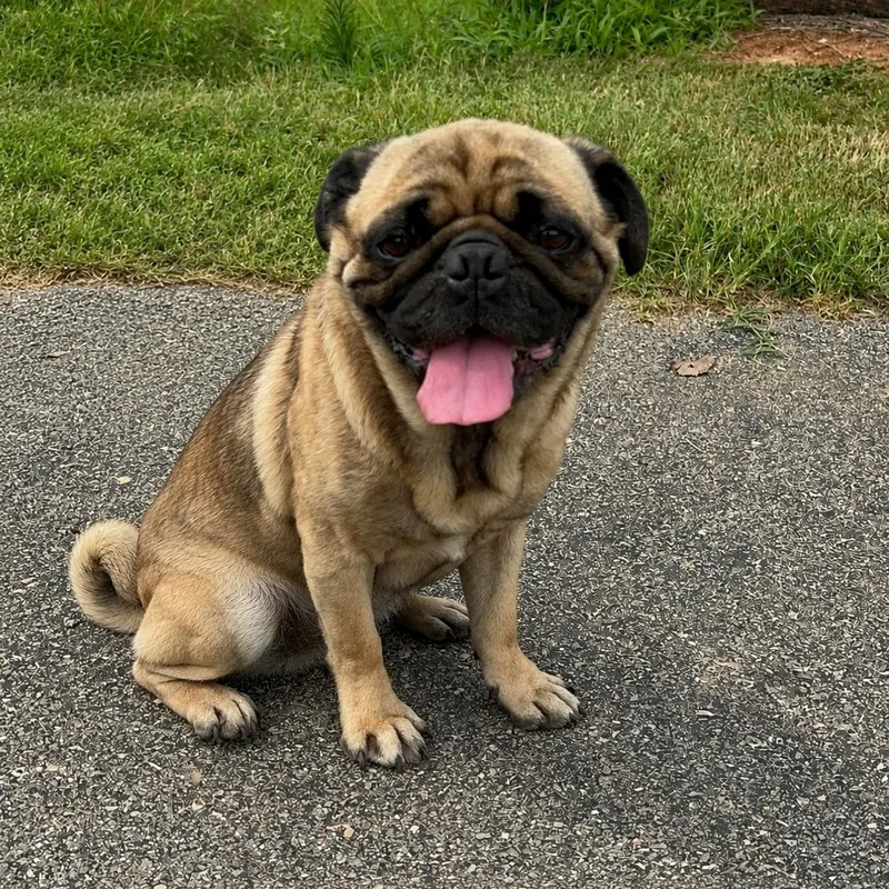 Pugsley thumbnail 2