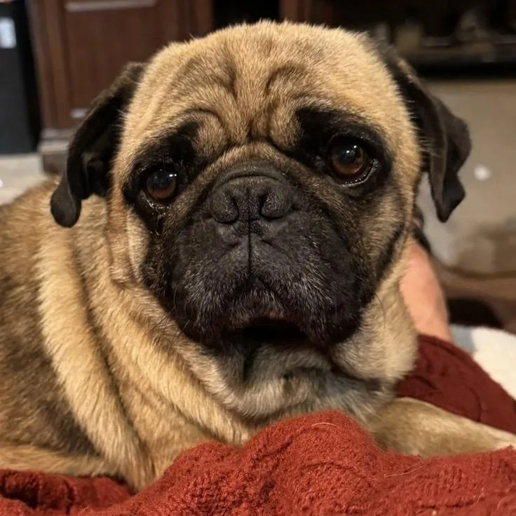 Pugsley thumbnail 3