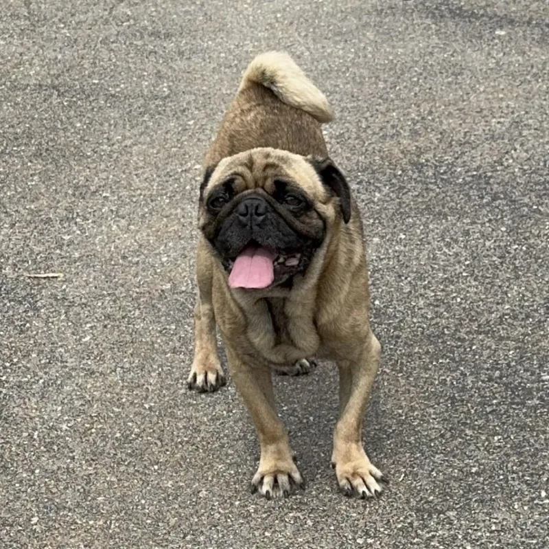 Pugsley thumbnail 4