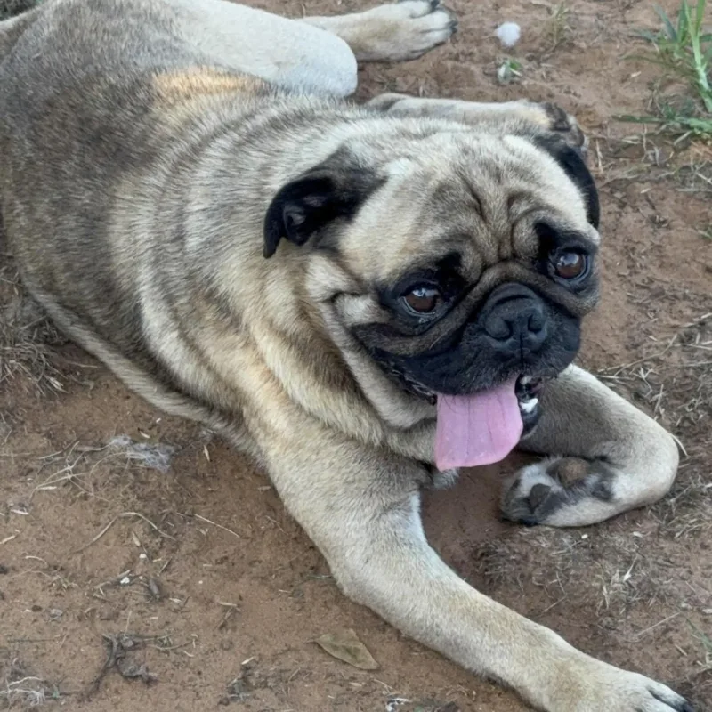 Pugsley thumbnail 5