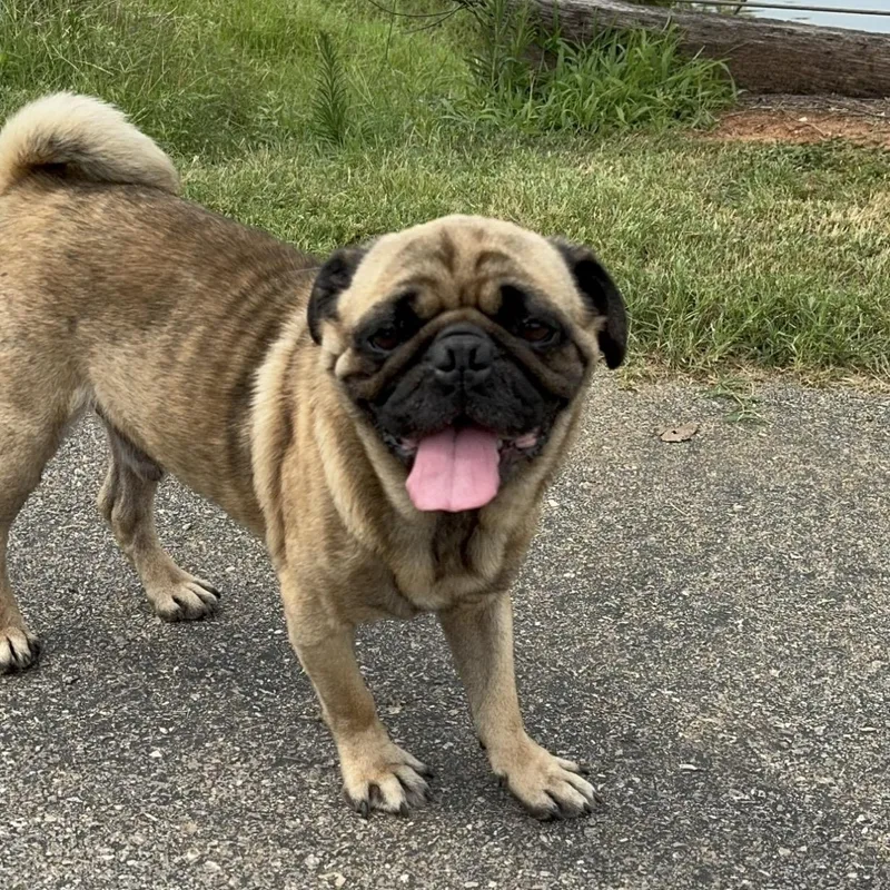 Pugsley thumbnail 6