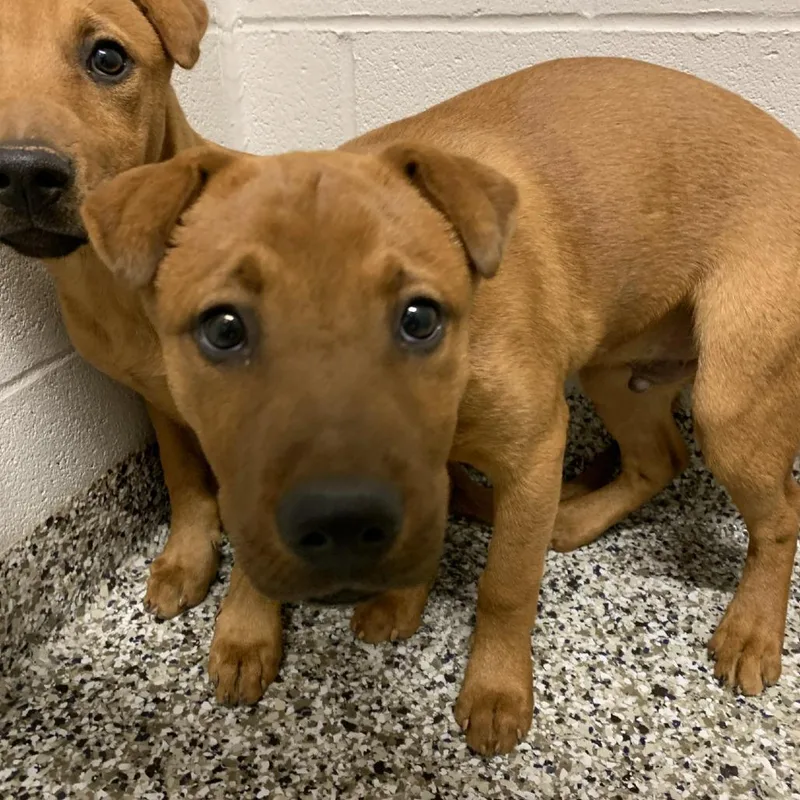 A baby medium-sized male Red / Chestnut / Orange Australian Kelpie dog named Hershey for adoption in Morganton, NC