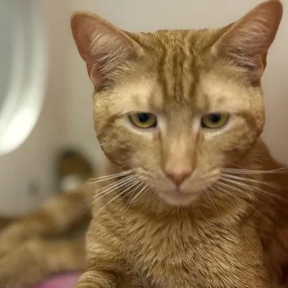 A young medium-sized male Domestic Short Hair cat named Uncle Ted for adoption in Janesville, WI