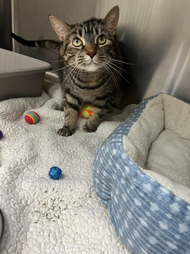 An adult large-sized female Domestic Short Hair cat named Bunny for adoption in Yorkville, IL