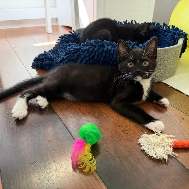 A baby small-sized male Domestic Short Hair cat named Agent Whiskers for adoption in Gibsonia, PA